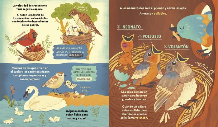 ¿Qué esconde el nido de un pájaro?