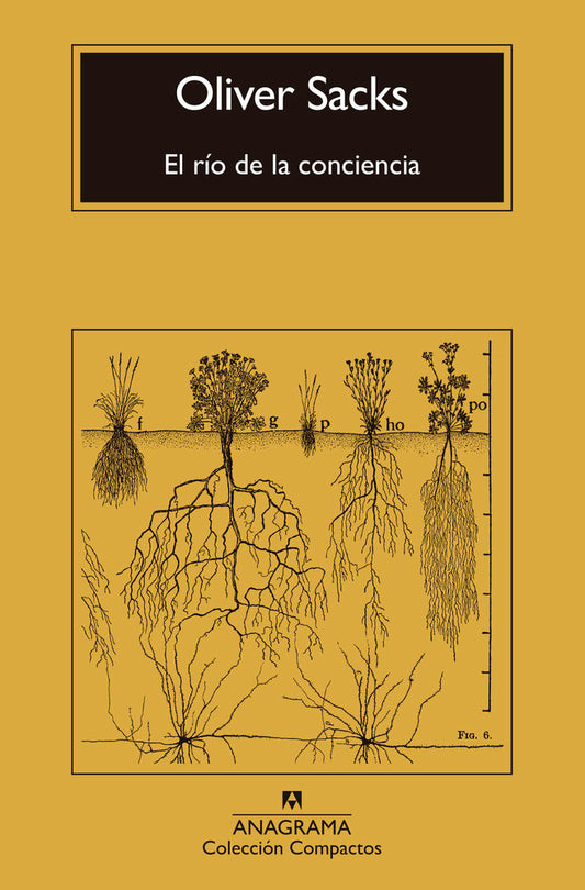 El río de la conciencia