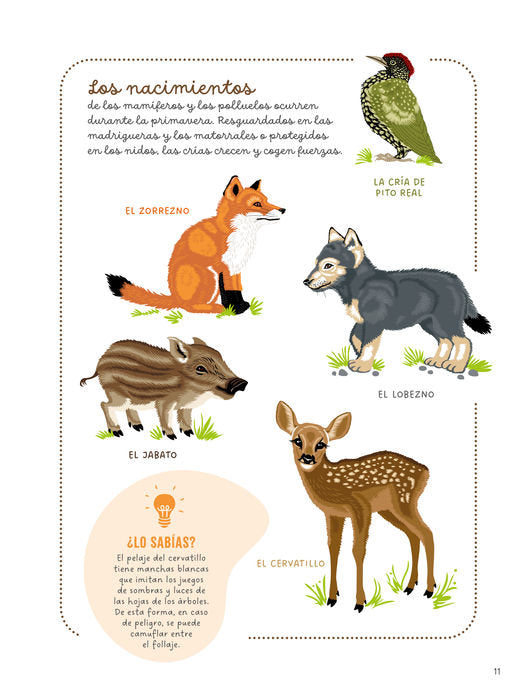 Vive la naturaleza. El bosque