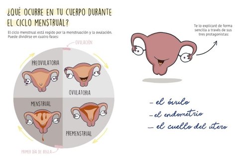 La regla mola