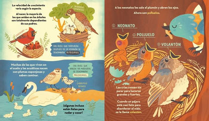 ¿Qué esconde el nido de un pájaro?