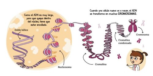 Genética (Futuros Genios 2)